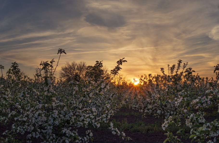 Рассвет в яблоневом саду