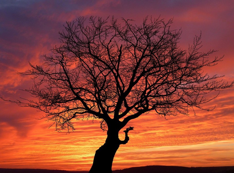 Сухое дерево на закате