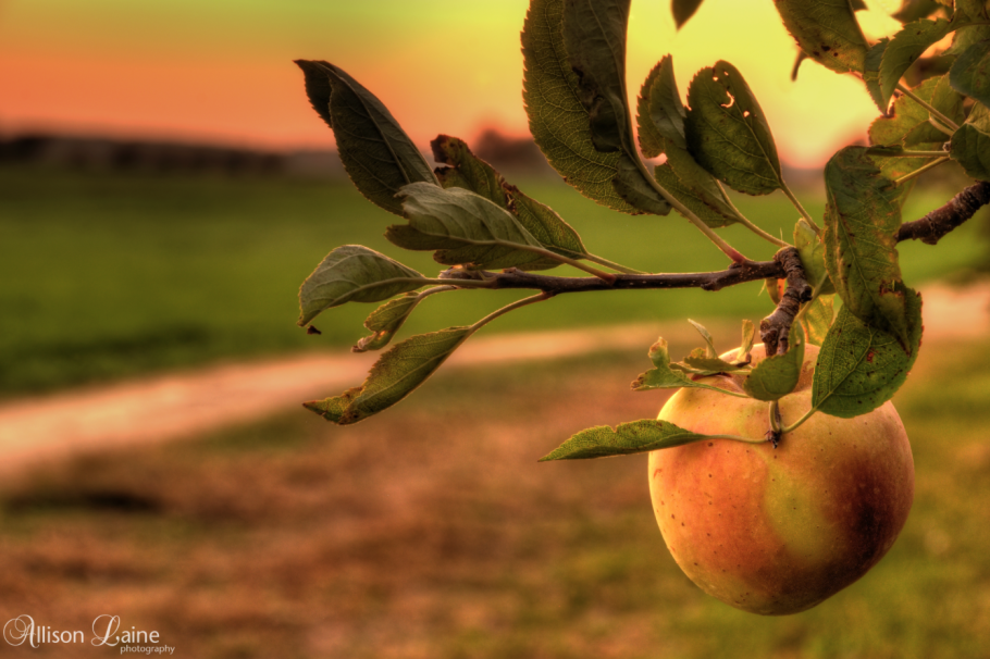 Яблоки на закате