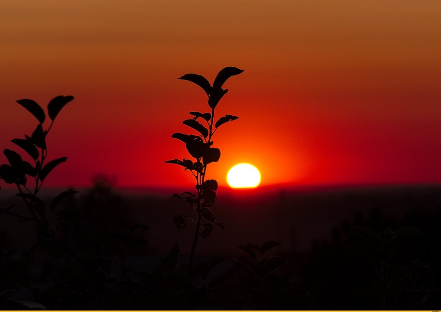 Яблоня на закате фото