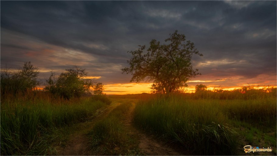 Яблонька на закате