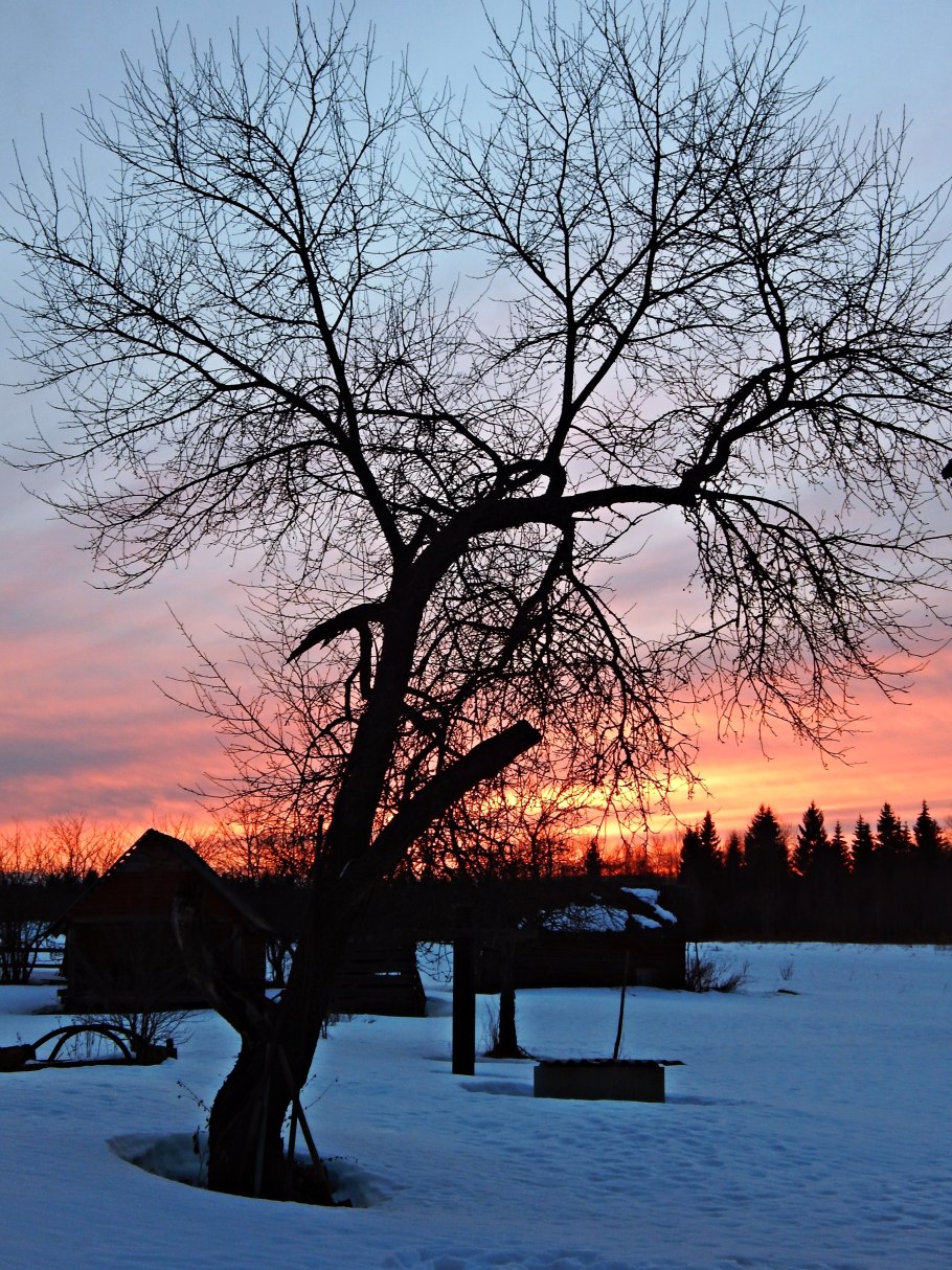 Яблоня на закате фото
