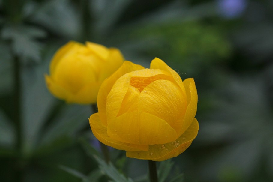 Купальница троллиус