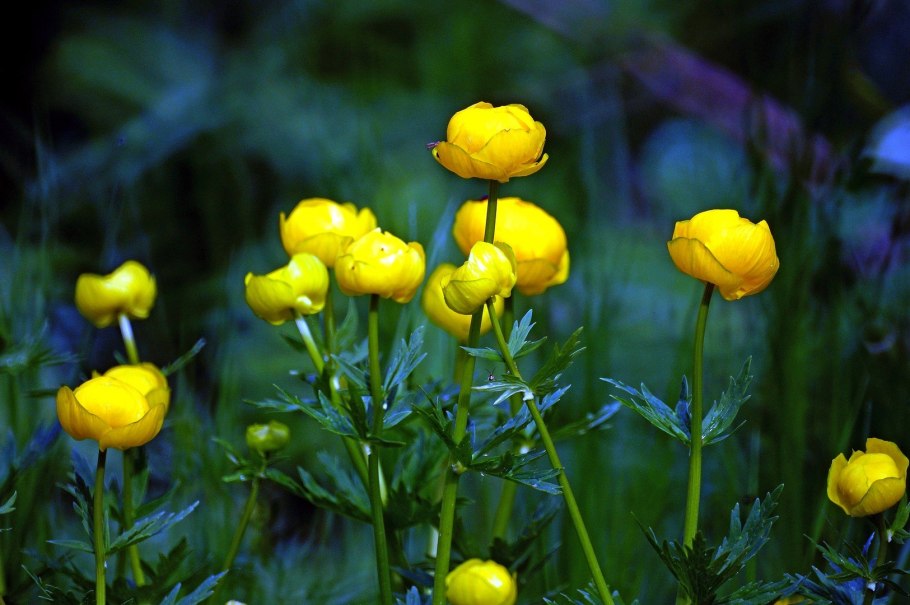 Купальница европейская (Trollius europaeus)