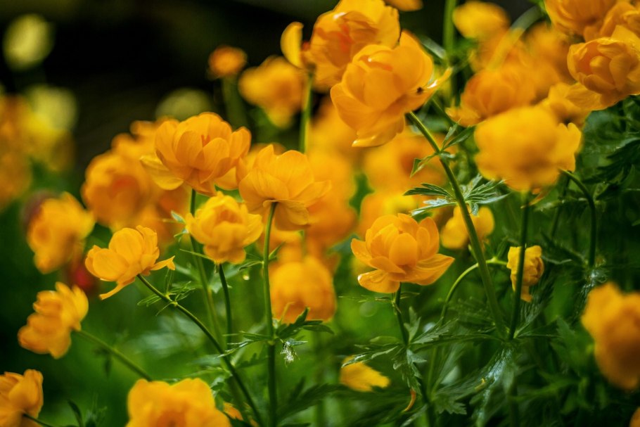 Купальница узколистная