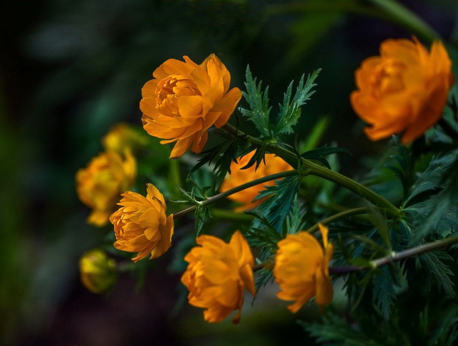 Купальница троллиус