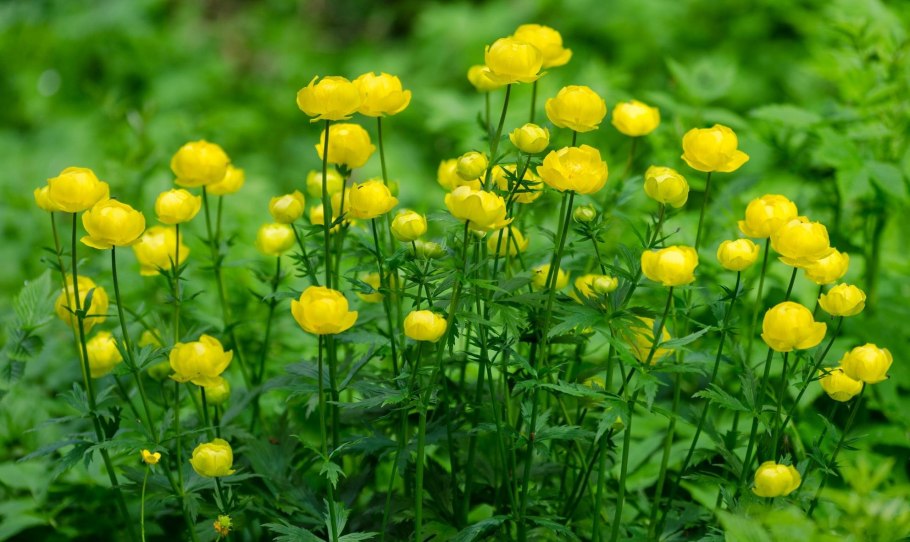 Купальница азиатская Trollius asiaticus