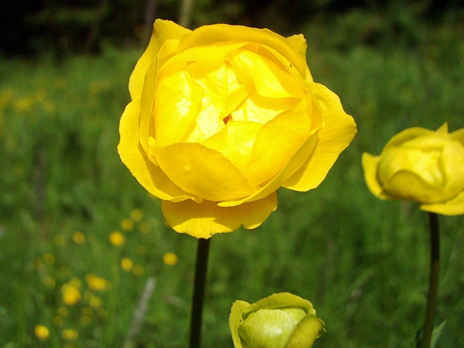 Купальница Садовая