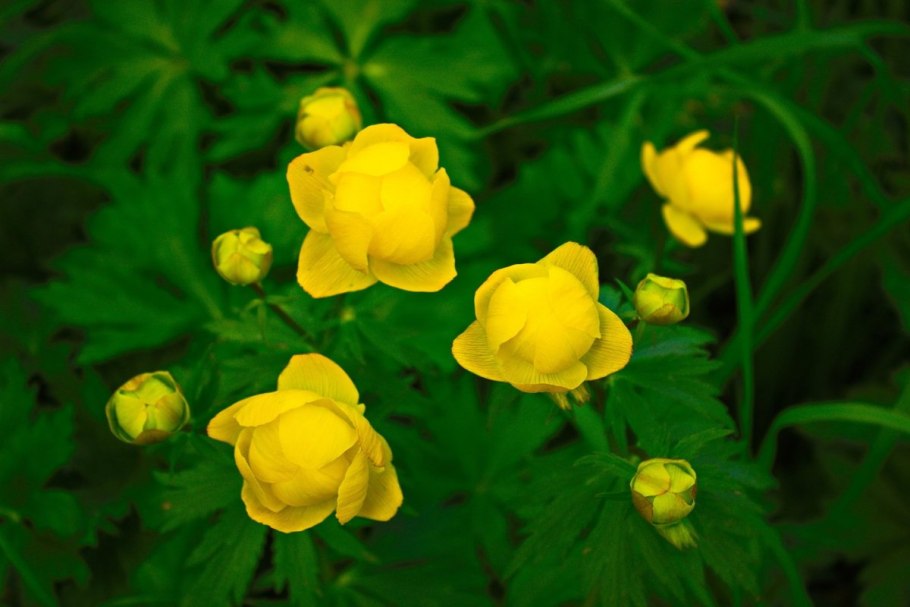 Купальница lemon queen