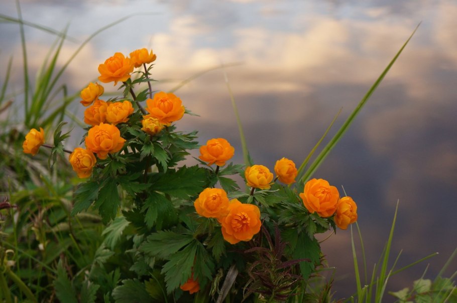 Купальница европейская (Trollius europaeus)