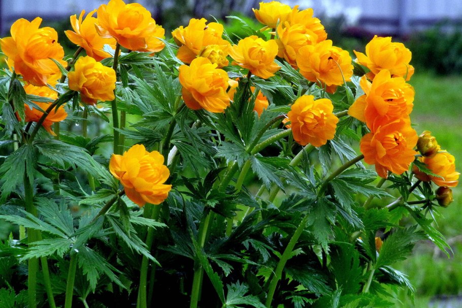 Купальница сибирская