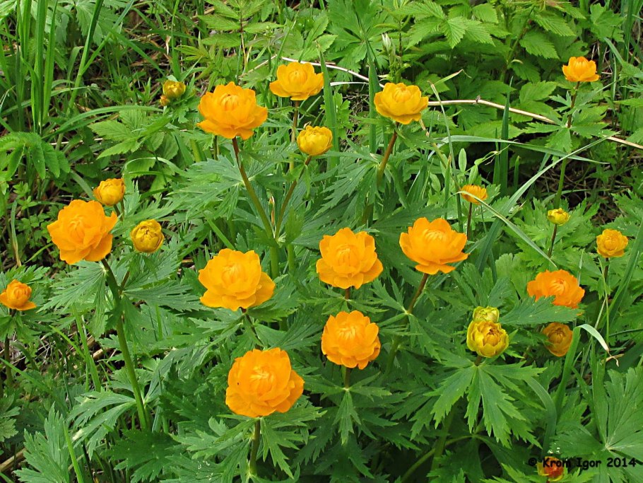 Купальница европейская (Trollius europaeus)
