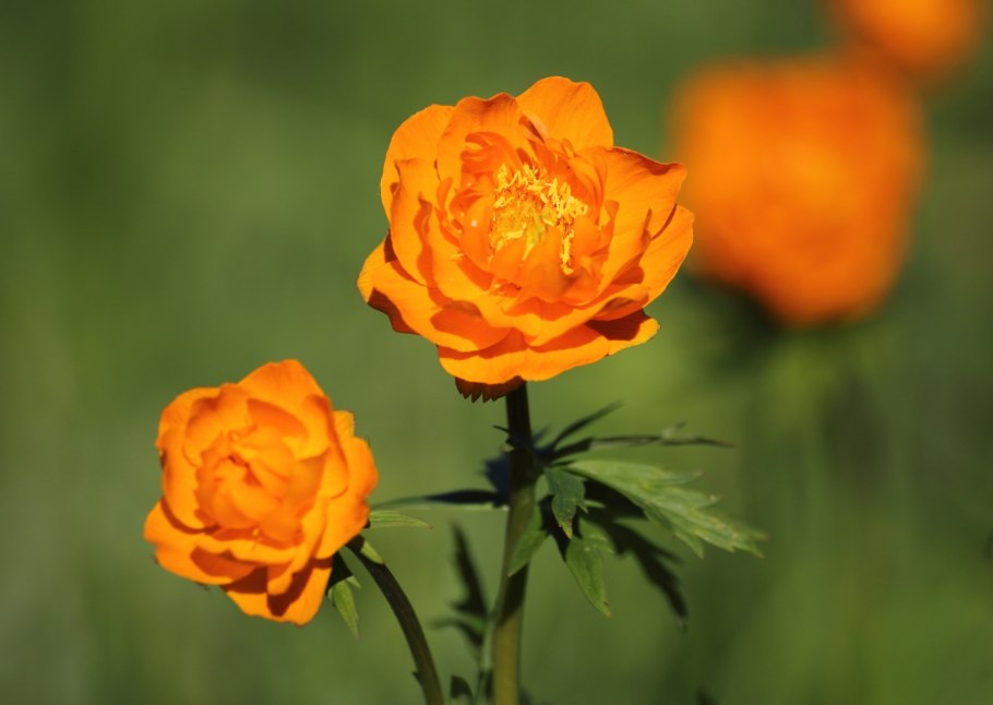 Купальница троллиус