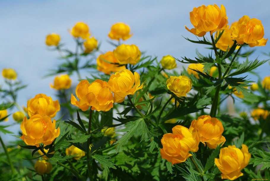 Купальница (trollius)