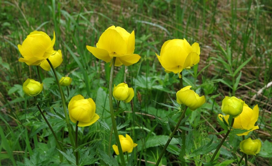 Купальница азиатская огоньки