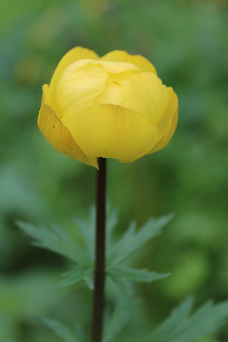 Купальница европейская (trollius europaeus)