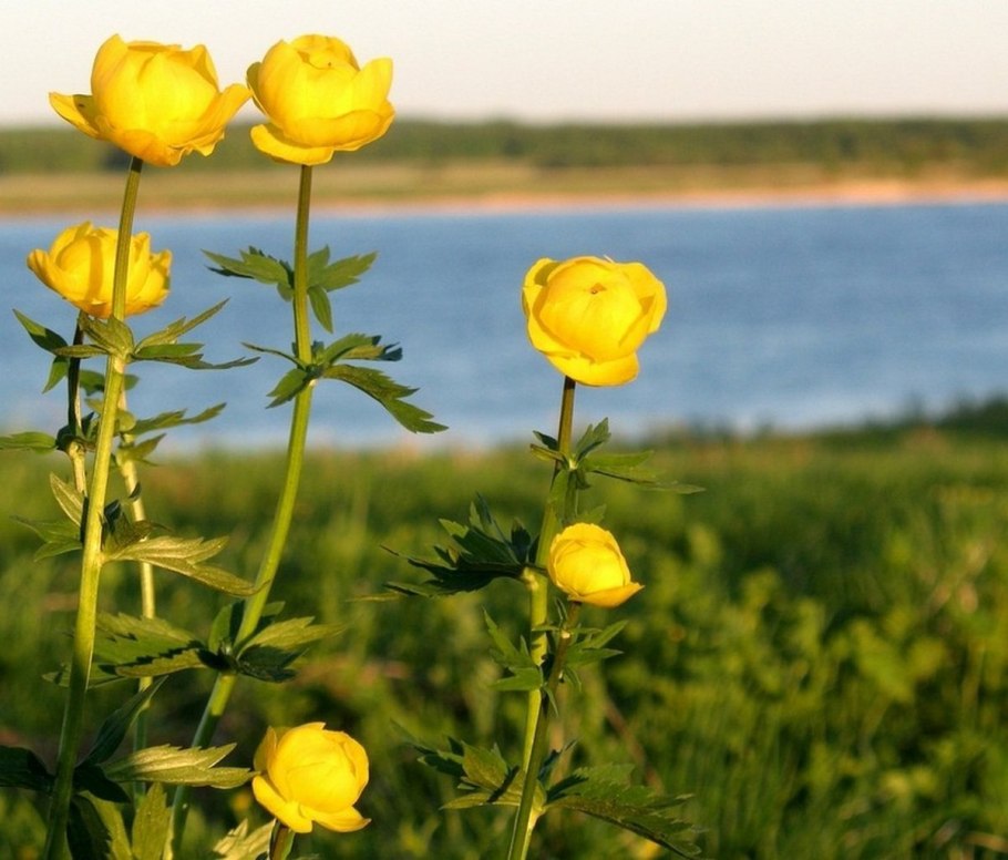 Купальница азиатская Trollius asiaticus