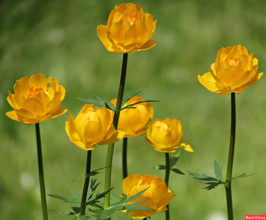 Купальница Золотая