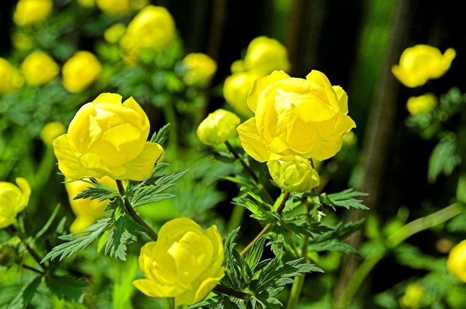 Купальница (Кырсаада)