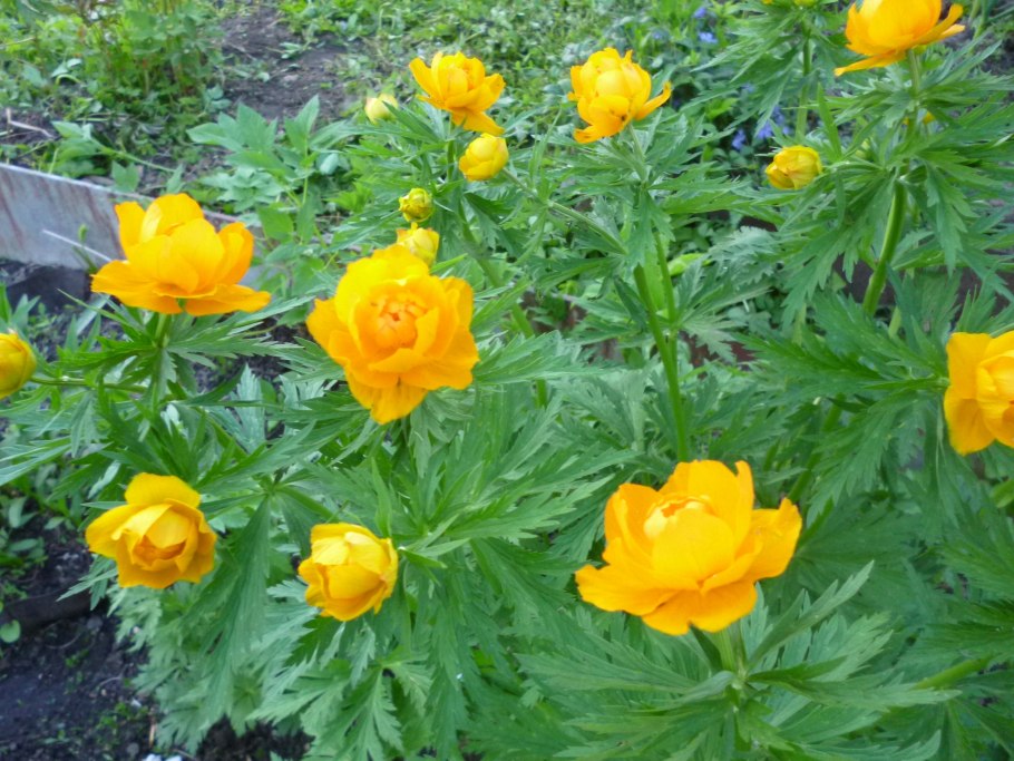 Купальница европейская цветок