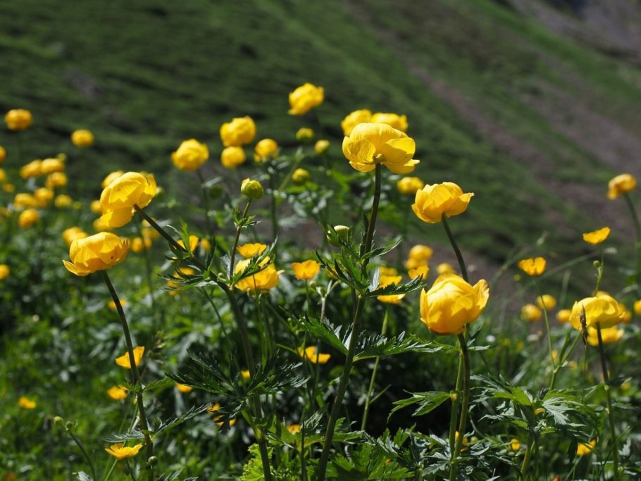 Trollius europaeus