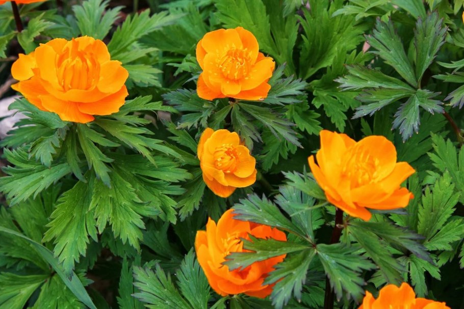 Купальница (Trollius) Лемон куин