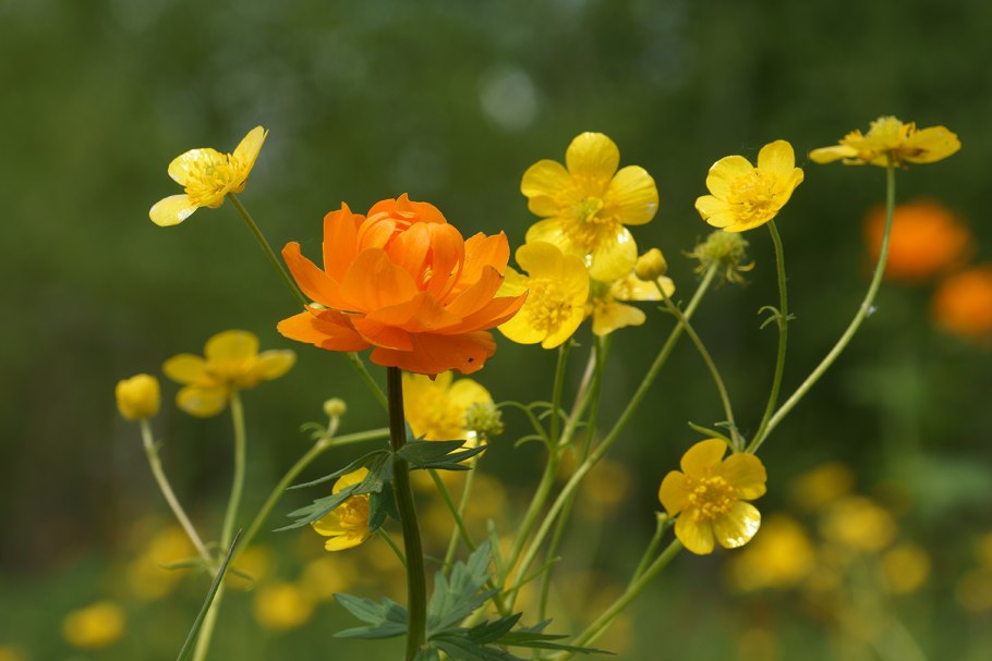 Купальница алтайская