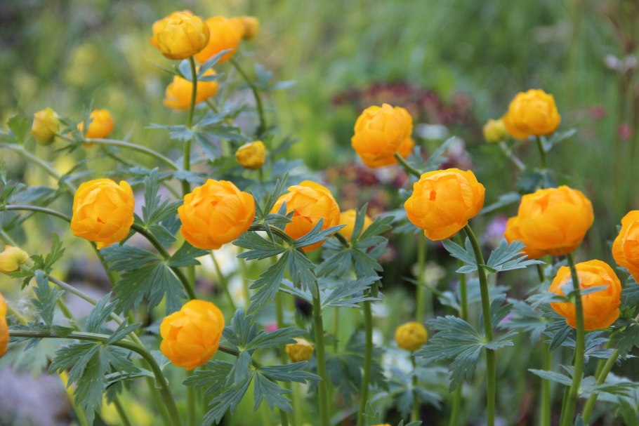 Купальница троллиус