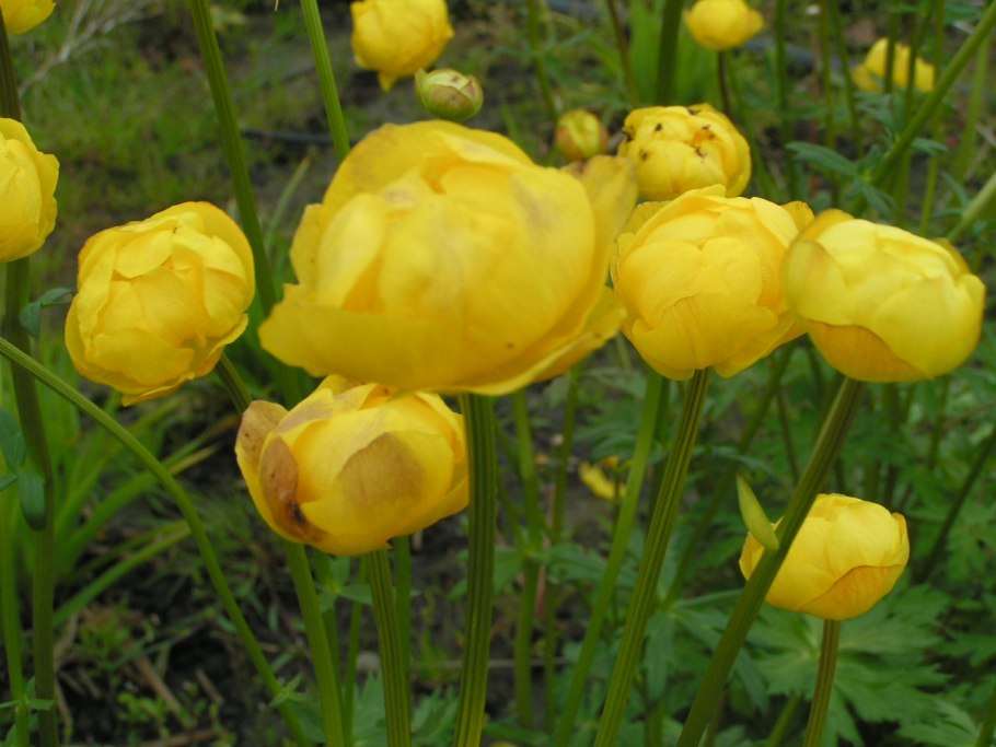 Купальница нью мун