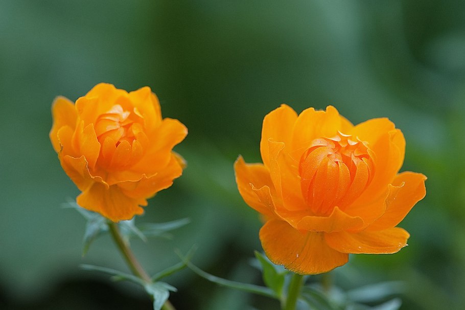 Купавка пятилистная