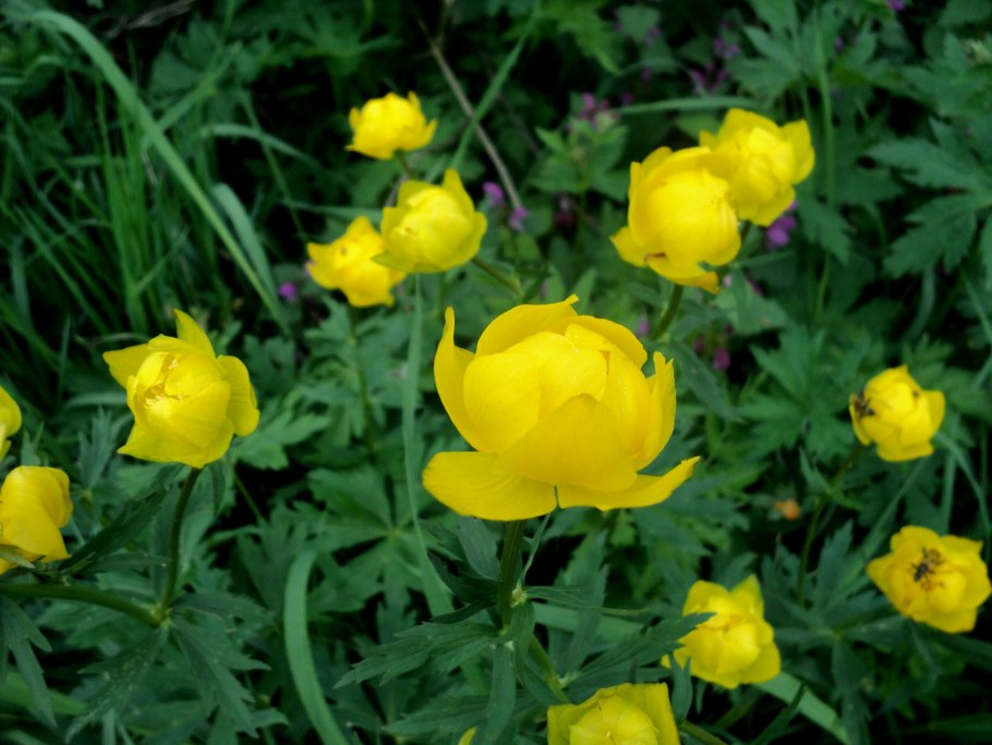 Купальница европейская