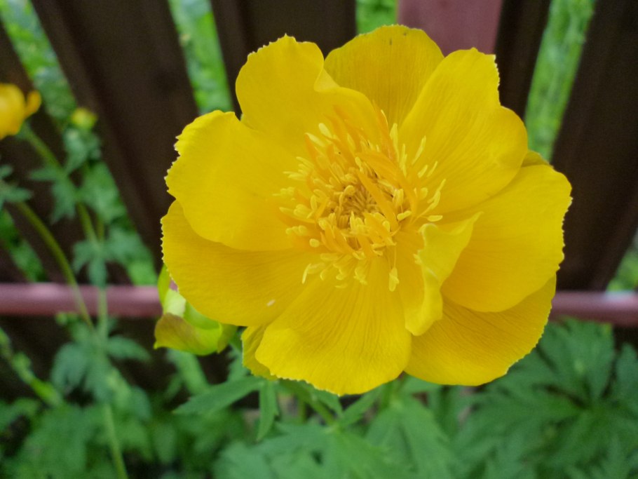 Купальница луговая