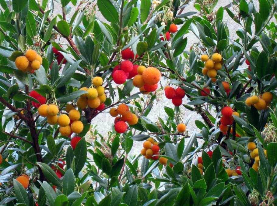 Питтоспорум Тобира (Pittosporum Tobira),