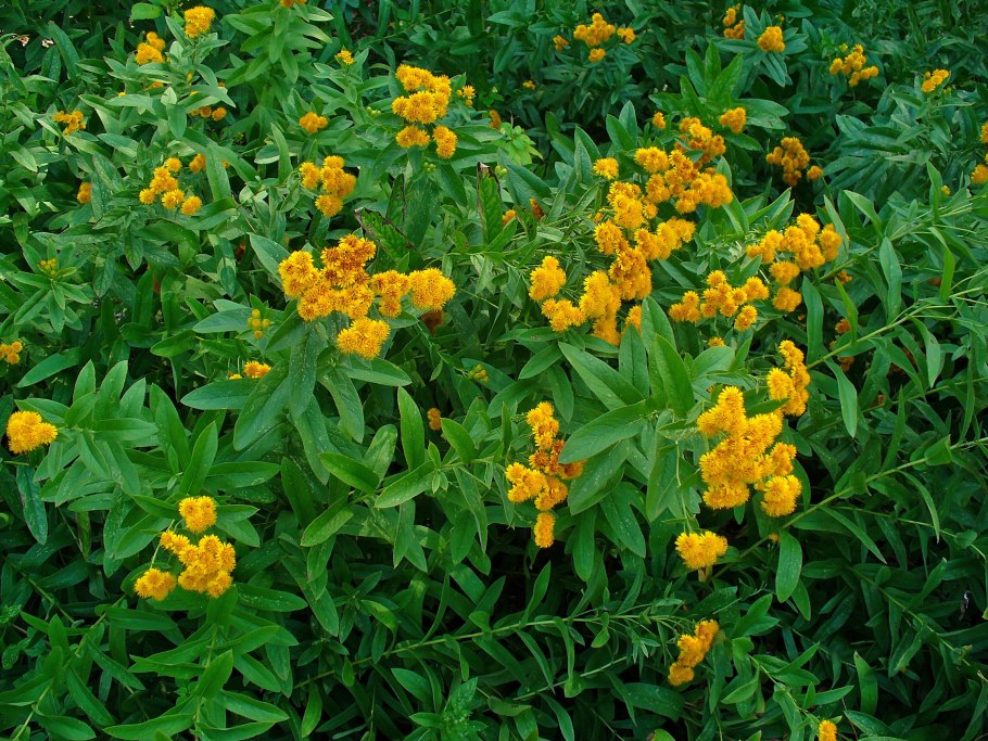 Цербера мангас