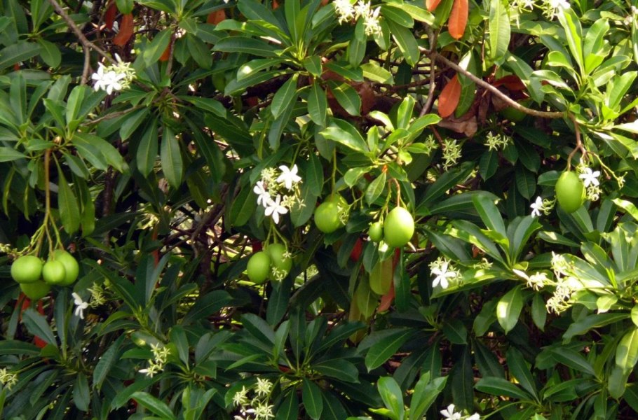 Медузагина супротивнолистная
