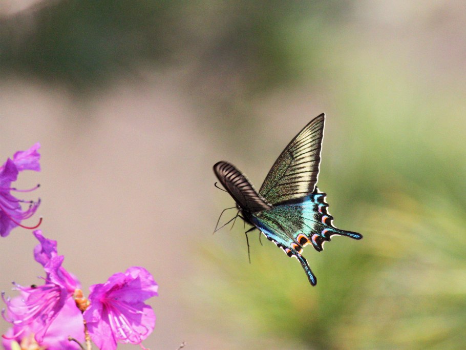 Махаон маака бабочка