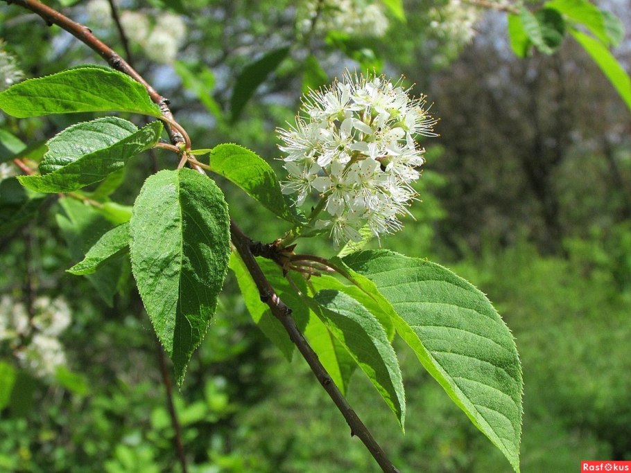 Аллиум Red giant