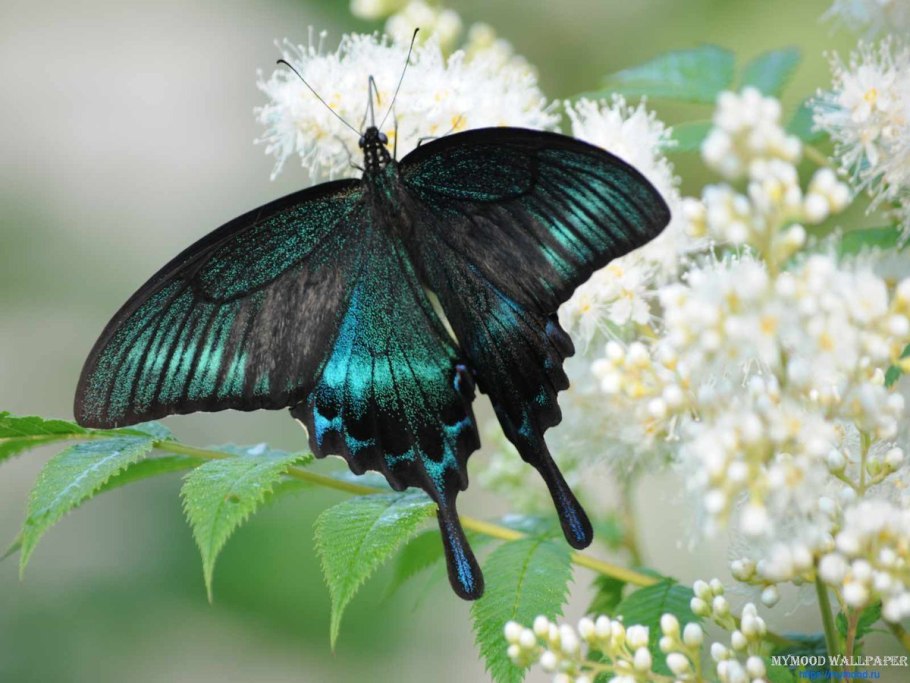 Лук цветок сиреневый