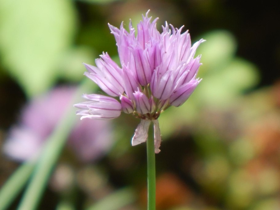 Лук горный батун