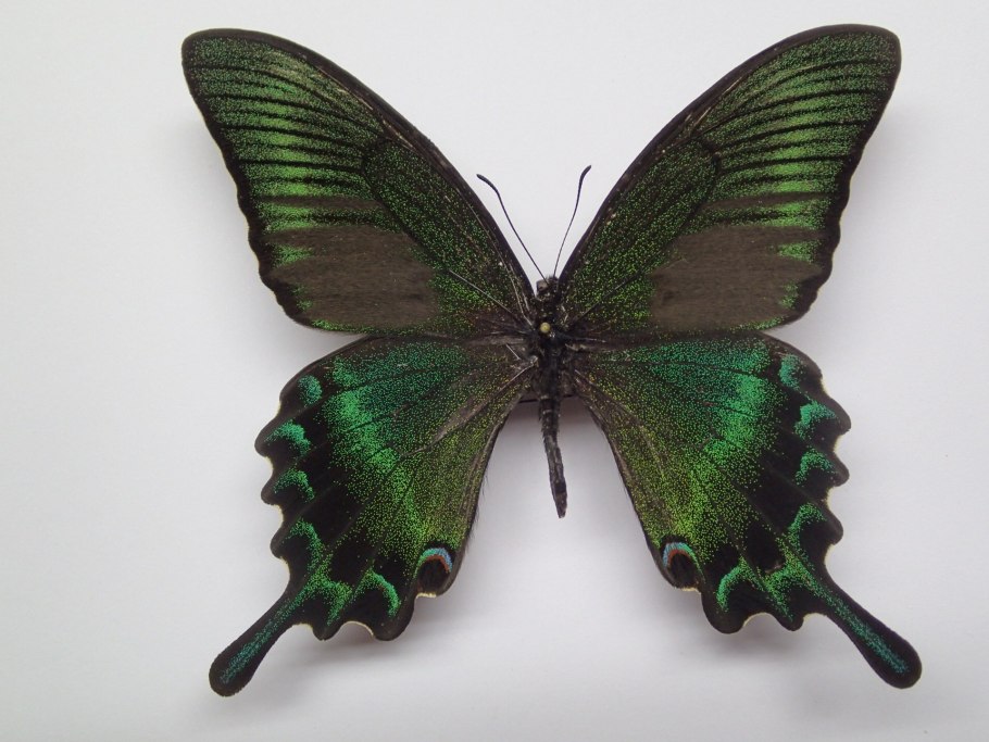 Парусник Палинур