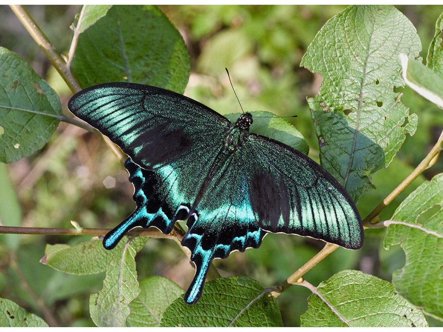 Аралия колючая