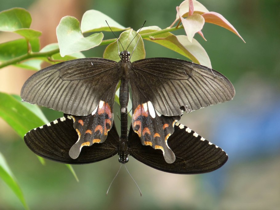 Papilio polytes бабочка