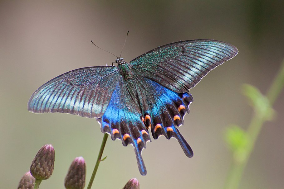 Хвостоносец маака бабочка