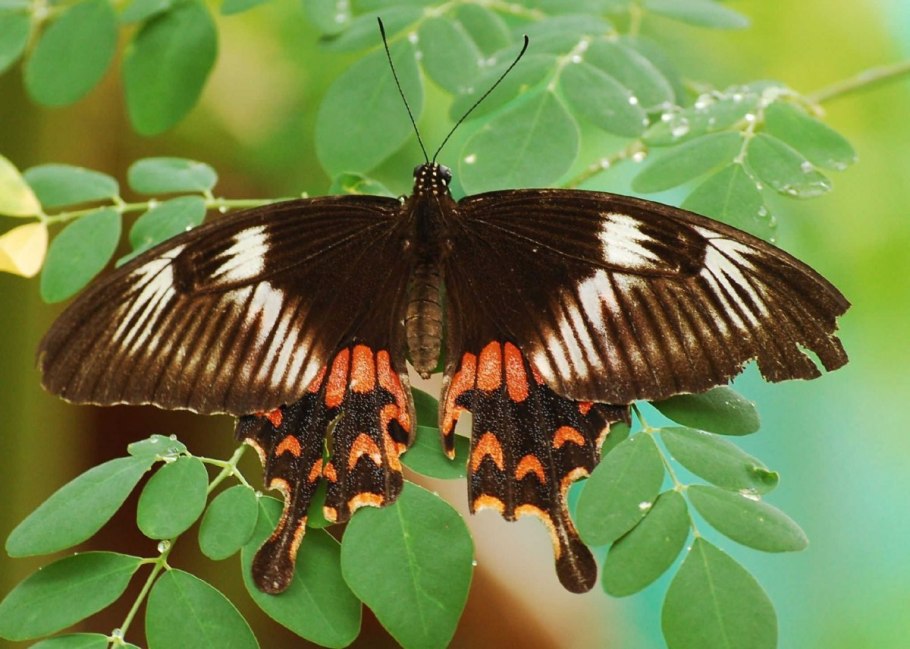 Лук шнитт весенний