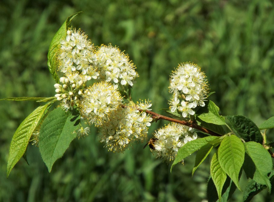 Бабочки Махаон и Подалирий