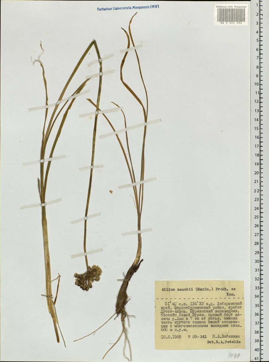 Аллиум саммер Бьюти
