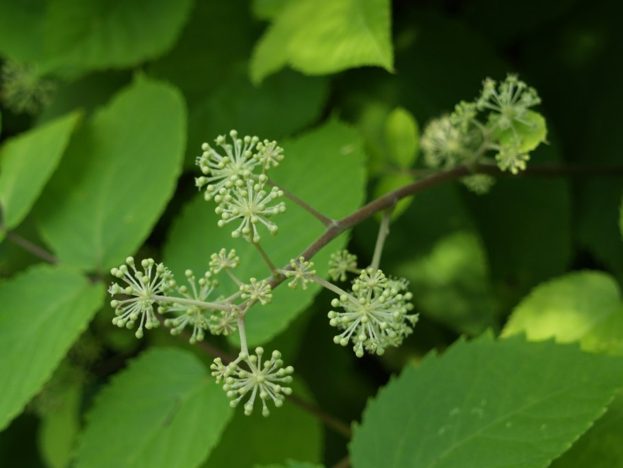 Лук обыкновенный стебли