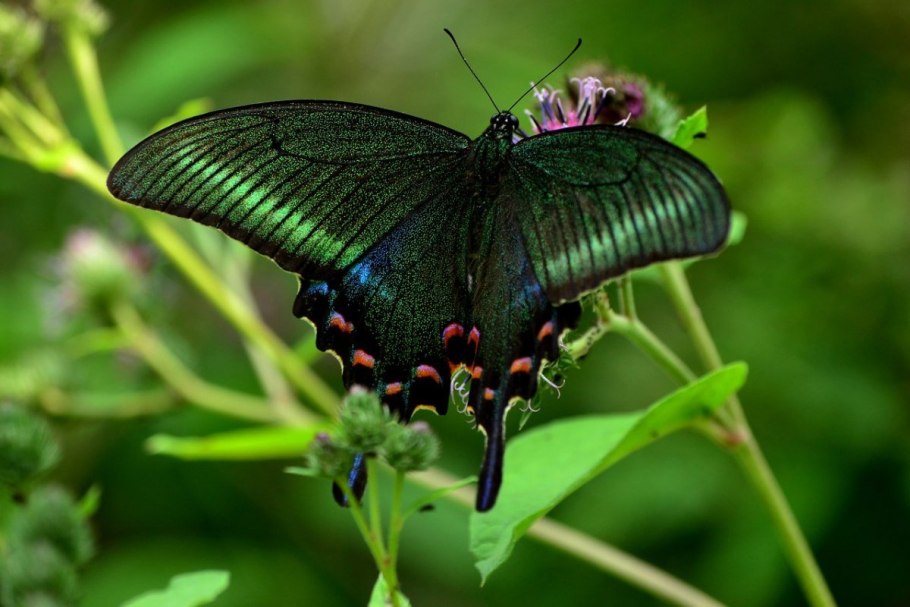 Лук Сафран f1 (50 шт.)