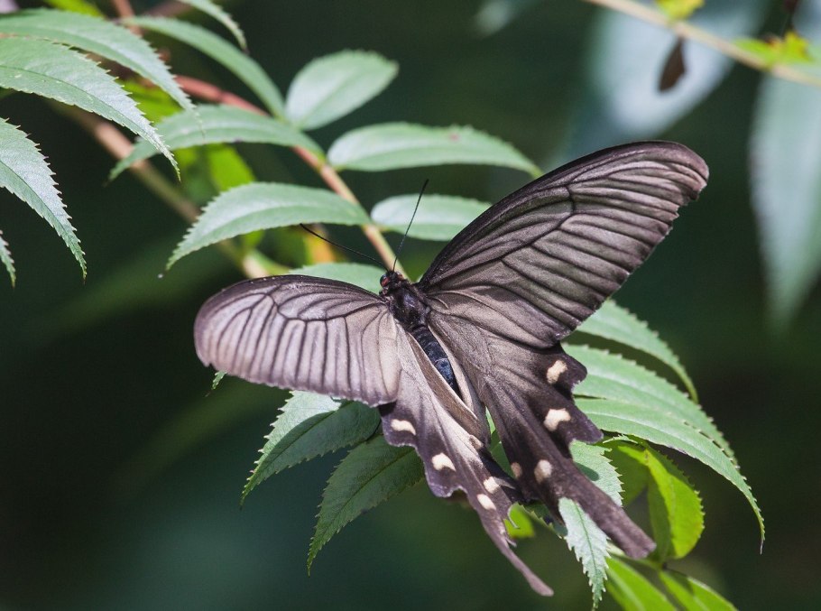 Лук соцветие