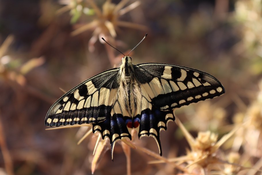 Бабочка махаон
